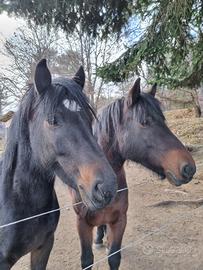 Due cavalle bardigiane