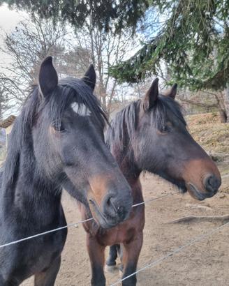 Due cavalle bardigiane