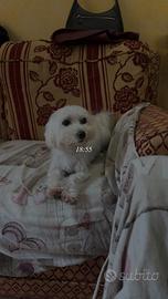 Maltese maschio