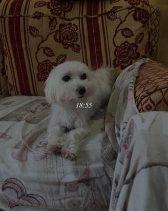 Maltese maschio