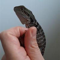 Intellagama (ex Physignatus) lesueurii 2025