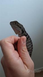 Intellagama (ex Physignatus) lesueurii 2025