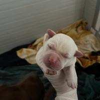 Labrador cuccioli con pedigree e documenti genitor