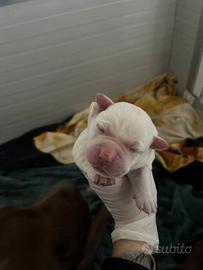 Labrador cuccioli con pedigree e documenti genitor