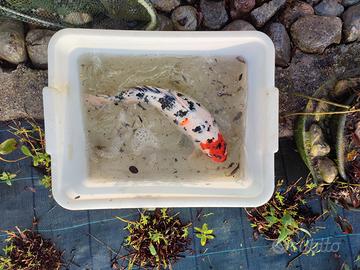 Carpe koi