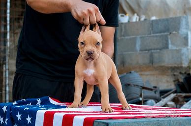 Pitbull UKC F