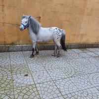 Poni femmina appalosa con documenti