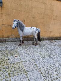 Poni femmina appalosa con documenti