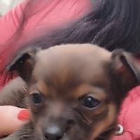 Chiuwaua mini Toy