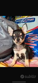 Chihuahua femmina mini mini