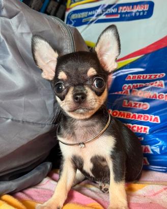 Chihuahua femmina mini mini