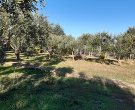 Terreno c,e.rco Terrasini Cinisi