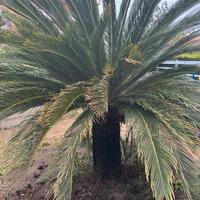 Cicas cycas