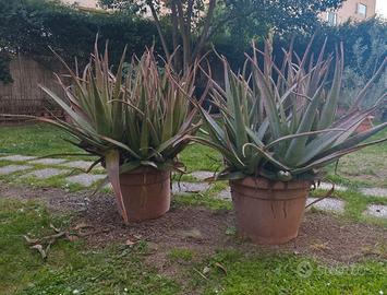 Piante aloe vera barbadensis varie dimensioni.