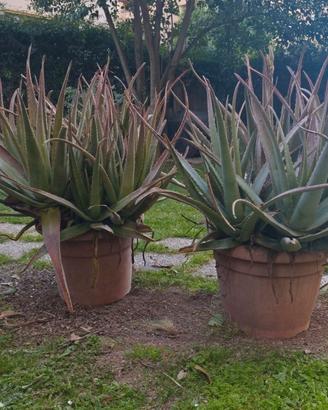 Piante aloe vera barbadensis varie dimensioni.