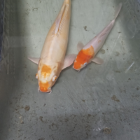 Carpe koi