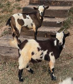 Caprette nane tibetane
