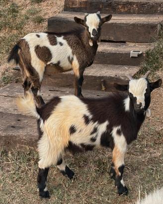 Caprette nane tibetane