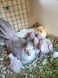 Pappagalli da imbecco