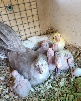 Pappagalli da imbecco