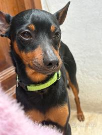 Pincher per accoppiamento