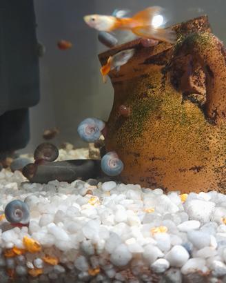 Lumachine di acqua dolce