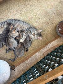 Gattini in adozione