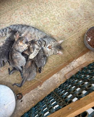 Gattini in adozione