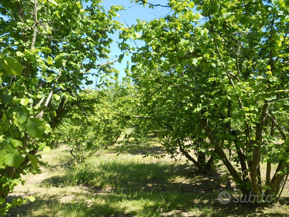 14500mq TERRENO IN LANGA - Vista 3