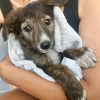 Cucciolo quasi 4 mesi taglia media contenuta