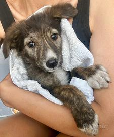 Cucciolo quasi 4 mesi taglia media contenuta