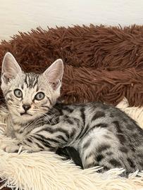 Cuccioli pura razza Bengala
