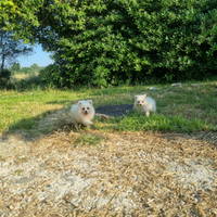 Cuccioli volpino italiano bianco