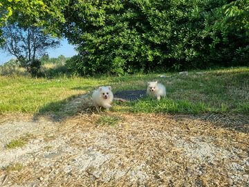 Cuccioli volpino italiano bianco