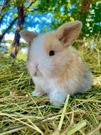 Cuccioli MINILOP da allevamento professionale
