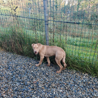 Cuccioli di American Pit Bull Terrier