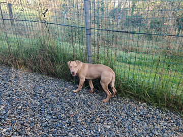 Cuccioli di American Pit Bull Terrier