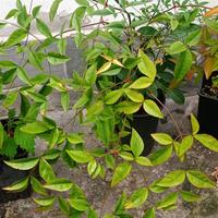 💥💥NANDINA DOMESTICA 