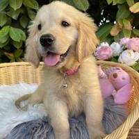 Golden Retriever cuccioli
