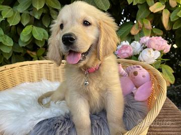 Golden Retriever cuccioli