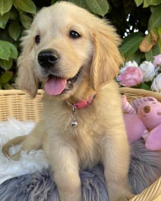 Golden Retriever cuccioli
