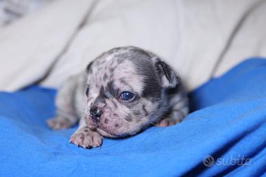Bulldog francese merle