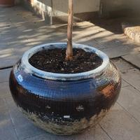 Vasi in ceramica smaltata