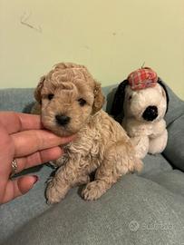 Barboncino Toy