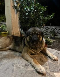 Cuccioli pastore del Caucaso