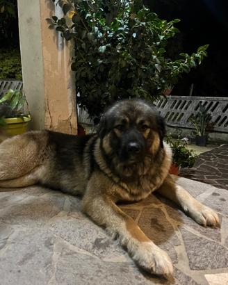 Cuccioi pastore del Caucaso