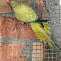 Parrocchetti dal collare