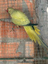 Parrocchetti dal collare