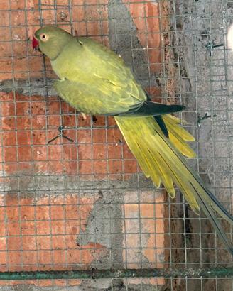 Parrocchetti dal collare