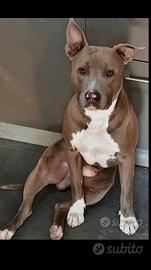 pit Blue NOSE 